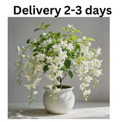 Weeping Jasmine Climbing Seeds 100+ – Garden Balcony Flower Vine