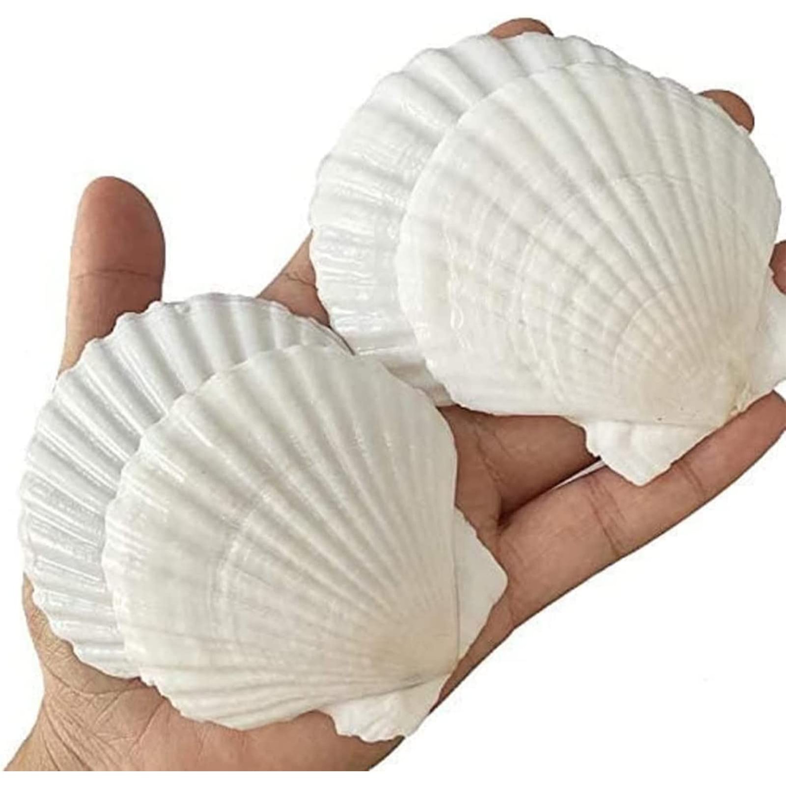 QICQDRAM 30PCS Sea Shells for Crafts Decoration 2''-3'' 2"-3" 30pcs, White gallery