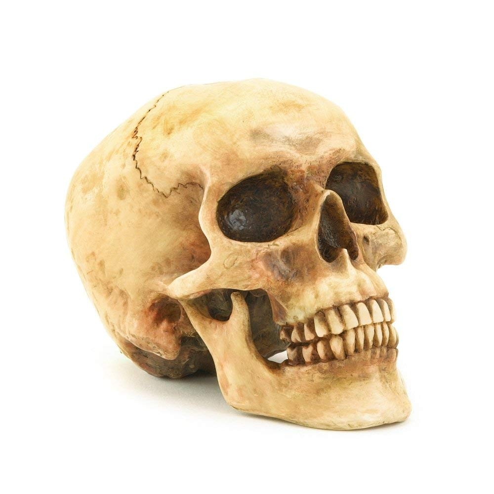 Grinning Highly Realistic Replica Human Skull Statue Home Décor 6.5x4.25x4.6" gallery