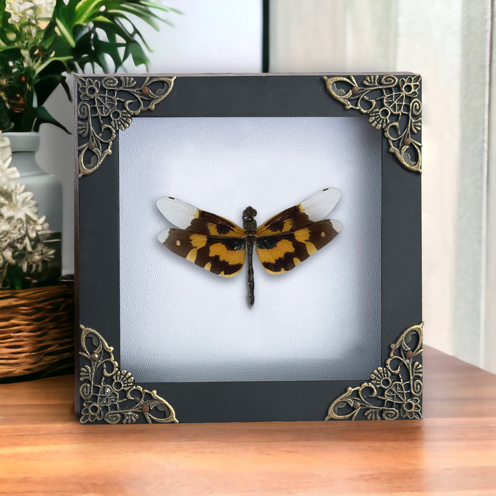 Framed Dragonfly Preserved Insect Display Entomology Wall Art Home Decor gallery