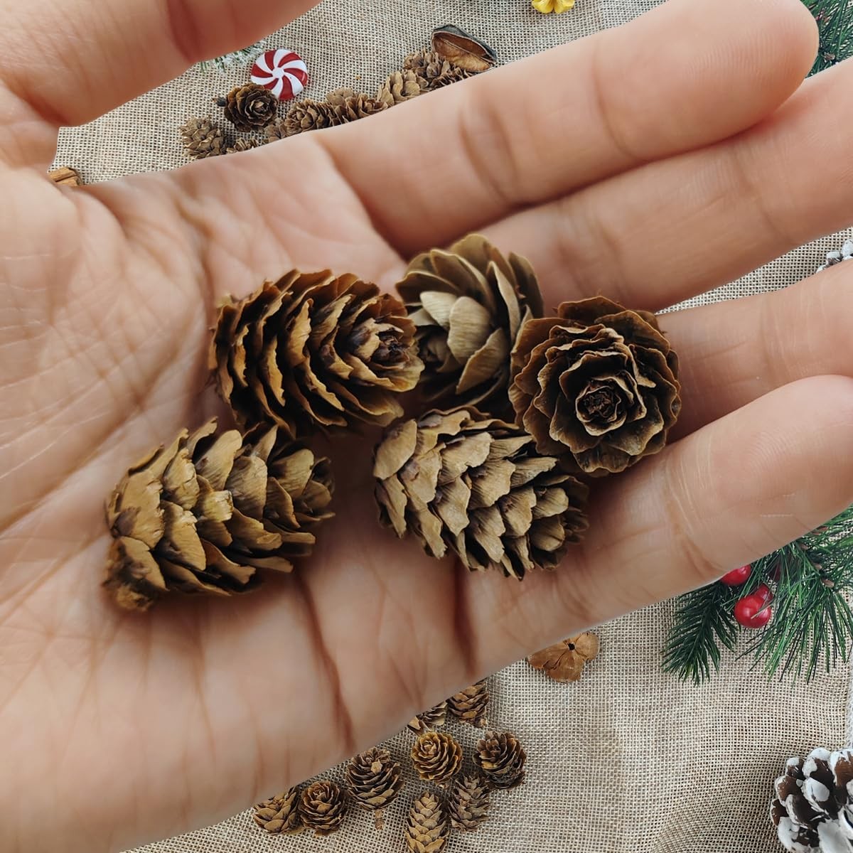 160 Pcs Natural Pine Cones Small Pinecones Ornaments Vase Filler for DIY Crafts gallery