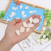 WeDoSoy Natural Tiny Sea Shells Small, 0.8-1.2 Inch gallery