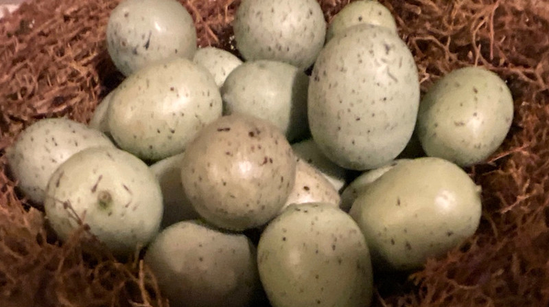 Set 6 Green Speckled Eggs 3/4”- 1” Bird Eggs Spring Decor gallery