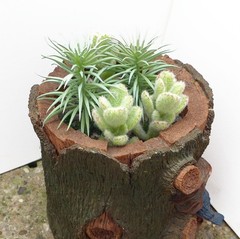 6 Pcs Artificial Plants Flocking Succulents Small Grass Gray Color (#160)