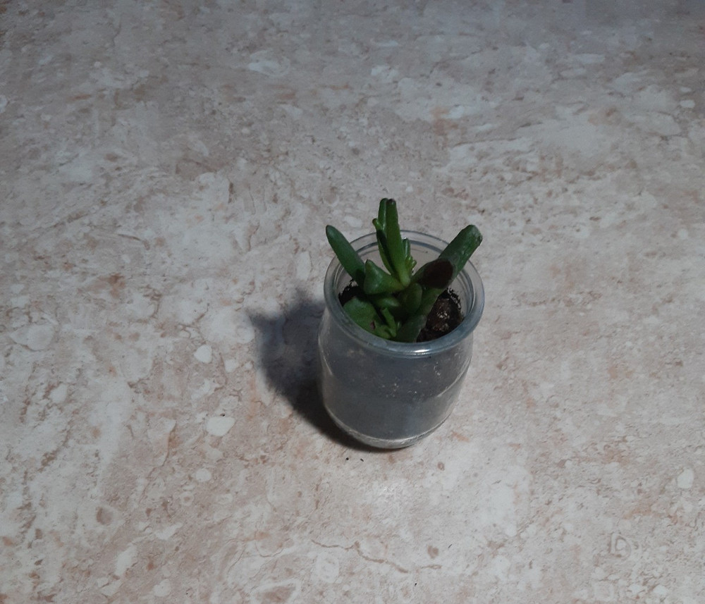 Jade
