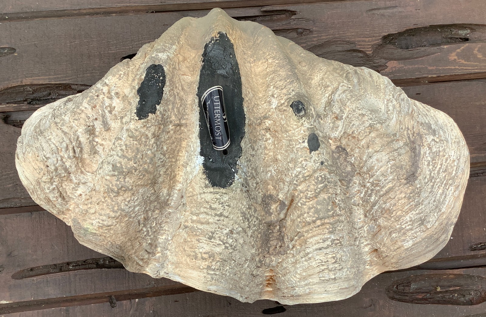 Uttermost Large Clam Shell gallery