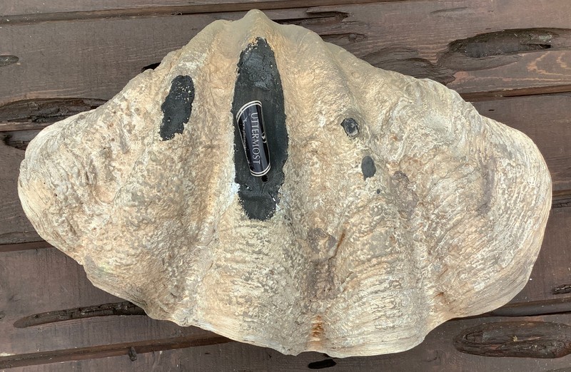Uttermost Large Clam Shell gallery