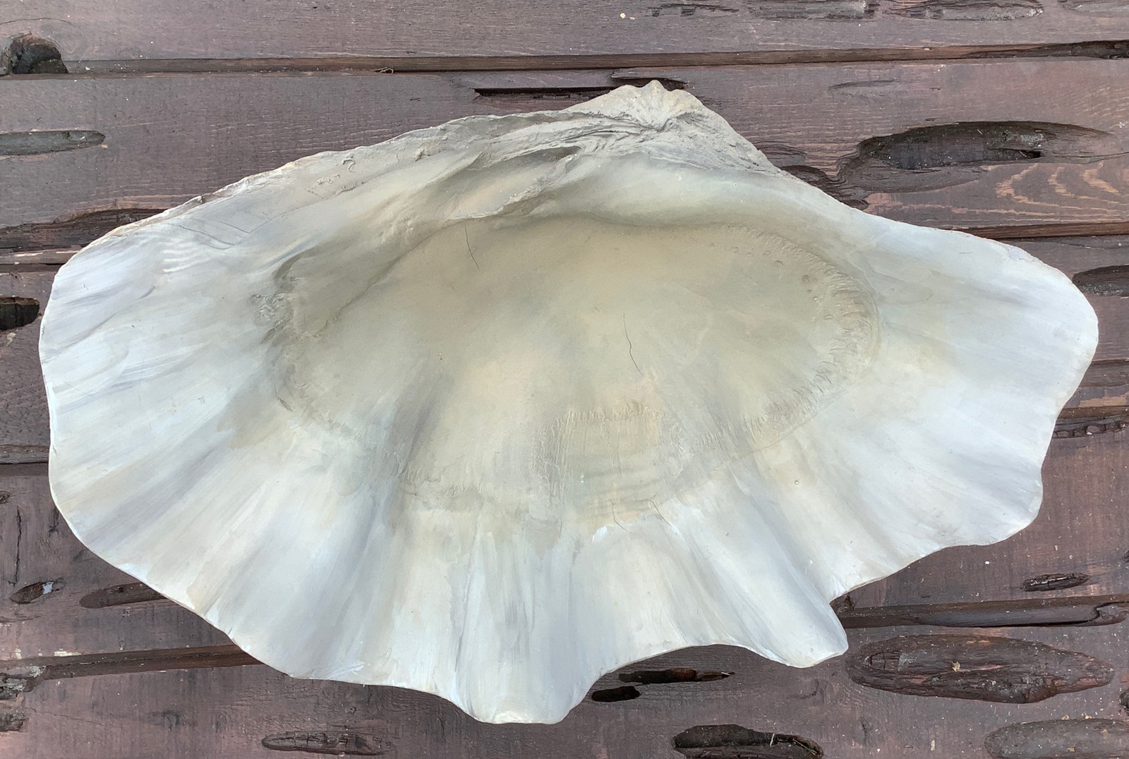 Uttermost Large Clam Shell gallery