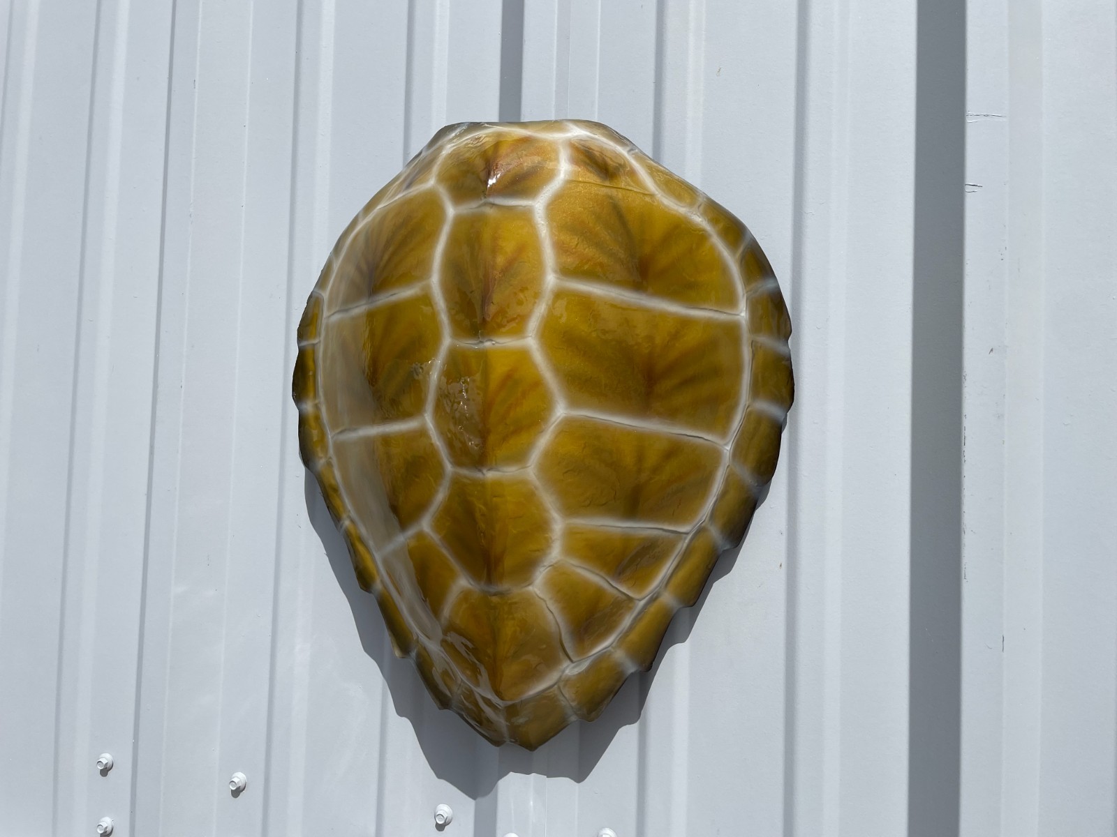 17" Hawksbill Turtle Shell Half Mount Replica - Quick production gallery
