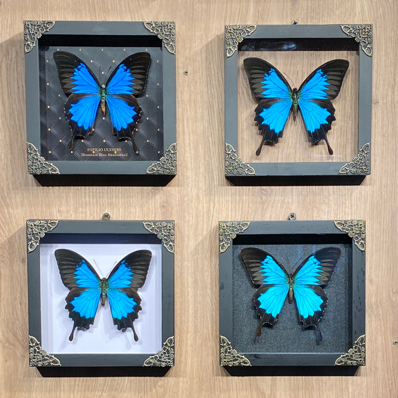 Framed Butterfly Shadow Box Real Insect Specimen Collection Display Decor gallery