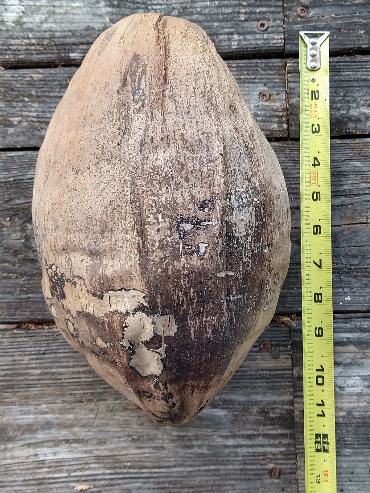 Huge 11" Natural Dried Coconut Shell Whole Husk | XL Rustic Tiki Decor & Crafts gallery