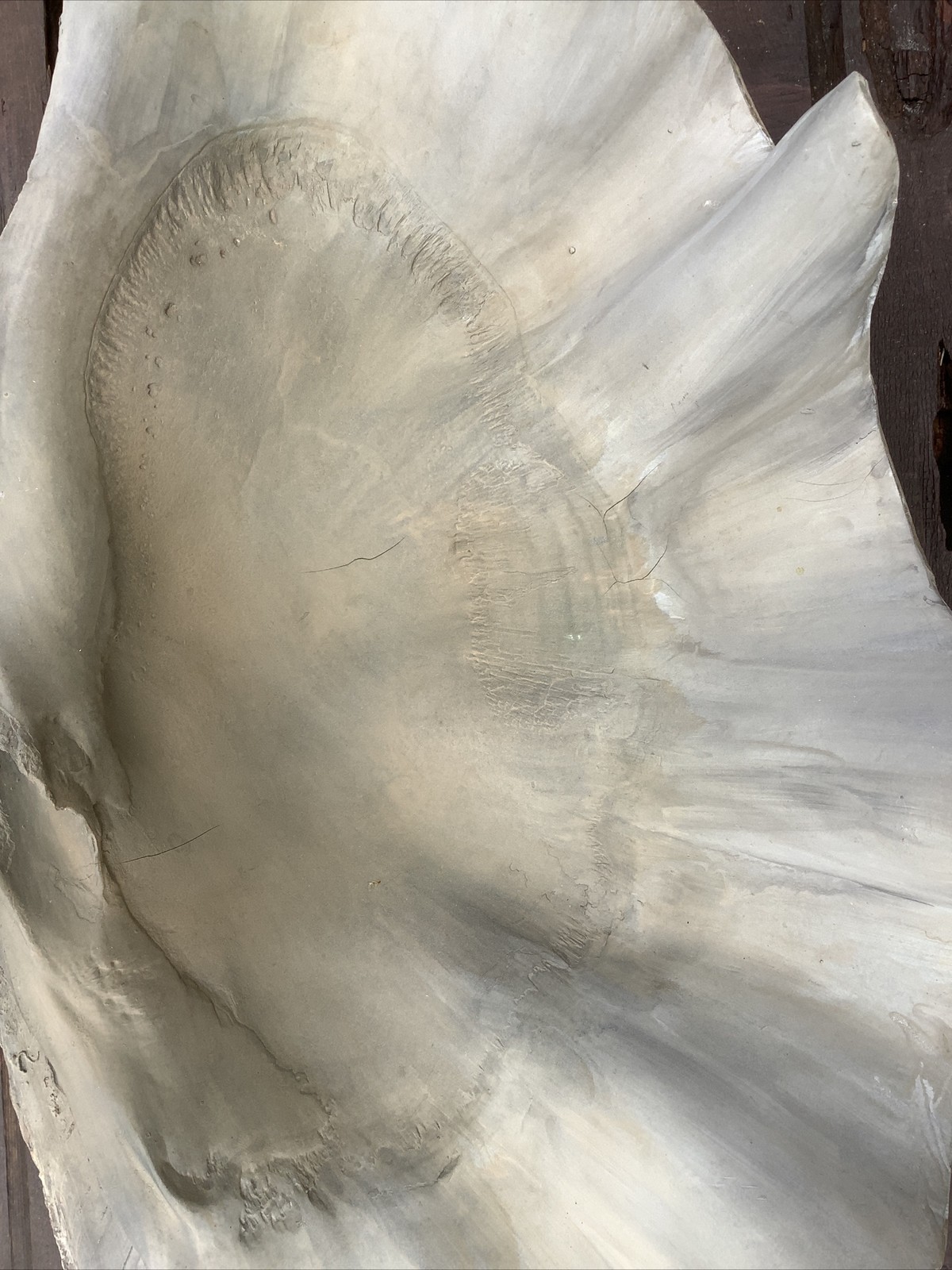 Uttermost Large Clam Shell gallery