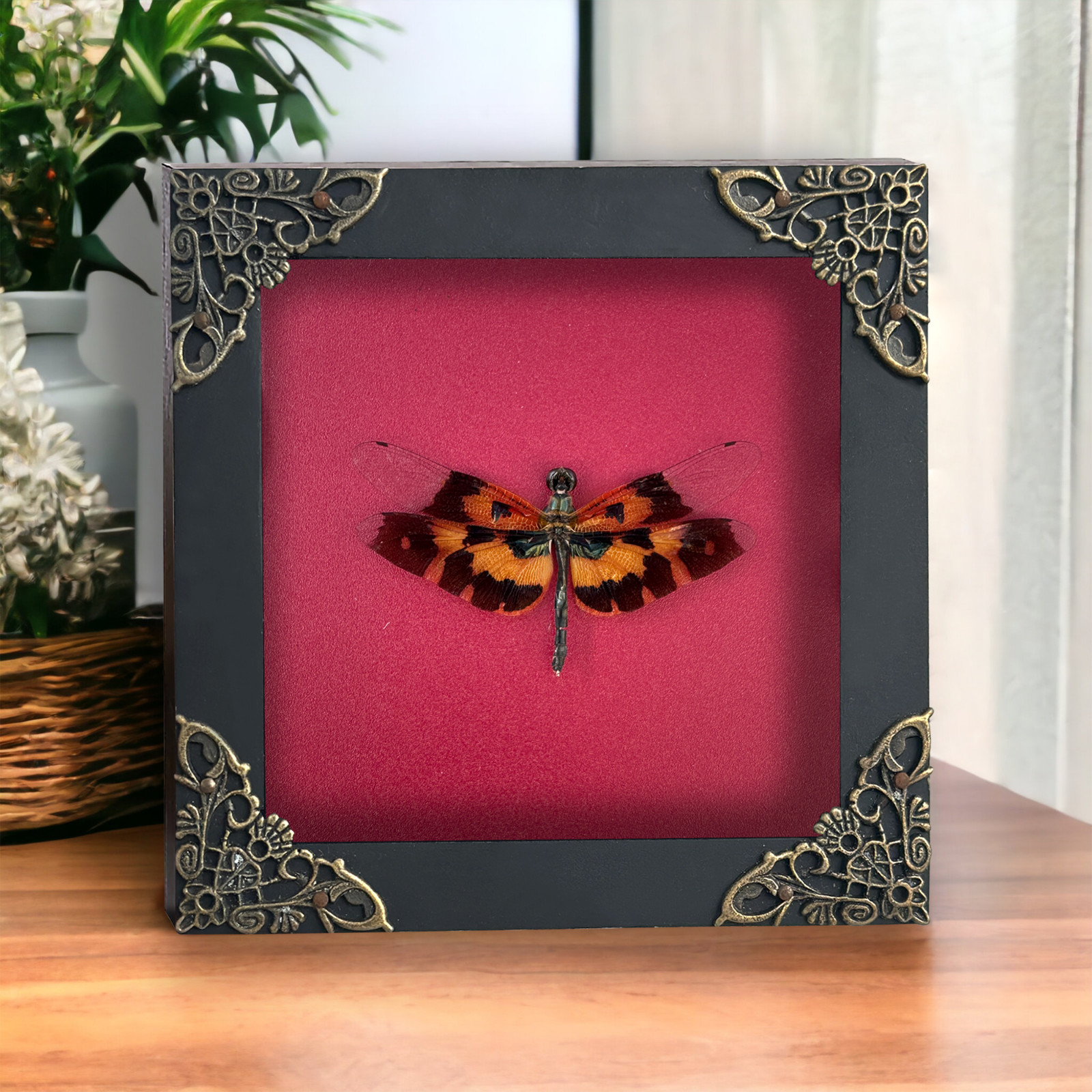 Framed Dragonfly Preserved Insect Display Entomology Wall Art Home Decor gallery
