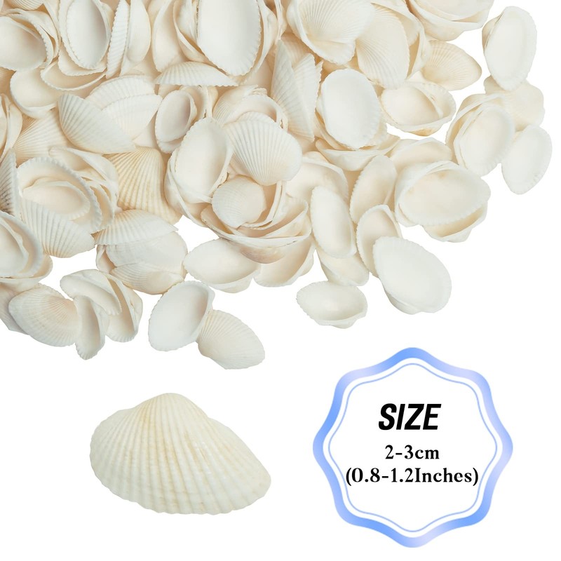 WeDoSoy Natural Tiny Sea Shells Small, 0.8-1.2 Inch gallery