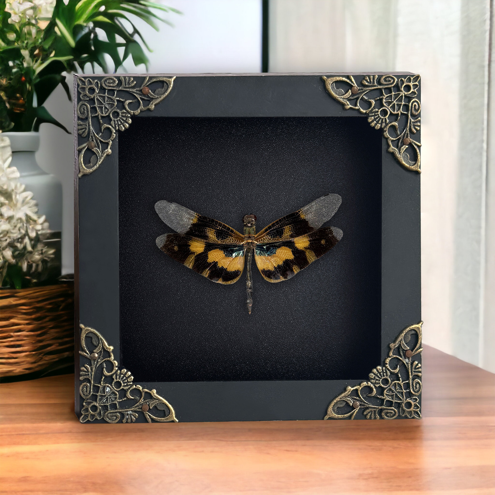 Framed Dragonfly Preserved Insect Display Entomology Wall Art Home Decor gallery