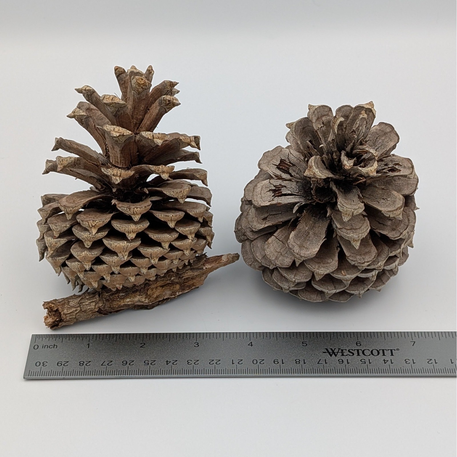 Natural Large Pine Cones Set Rustic Home Decor Christmas Crafting Woodland 2pc gallery