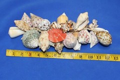 Beach Wedding Reception Dinner Seashell Tabletop Decor Centerpiece, G-04