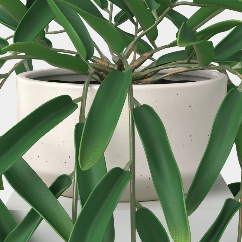 Trailing Leaf Plant gallery