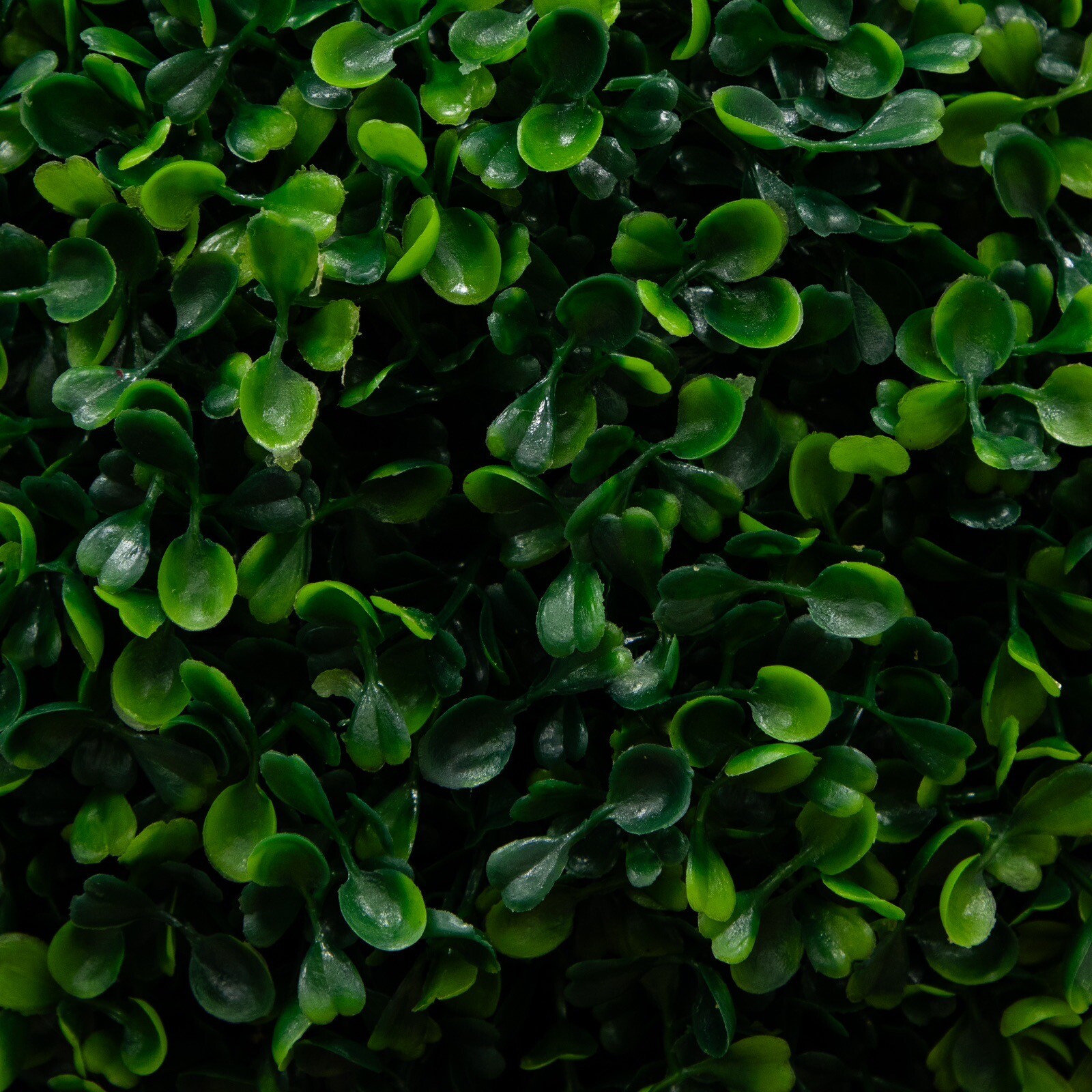 6’ Artificial Boxwood Topiary Triple Ball Tree in Planter UV Indoor/Outdoor gallery