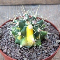 D6719 FEROCACTUS RECTISPINUS VARIEGATED pot10-H5-W6 cm MaMa Cactus
