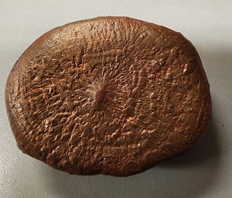 Copper Turtle Shell gallery