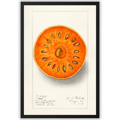 Vintage Botanical Fruit Illustration Poster Framed 11×17 – Bael Fruit Art Print