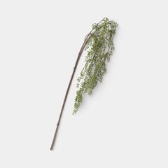 Trailing Green Stem