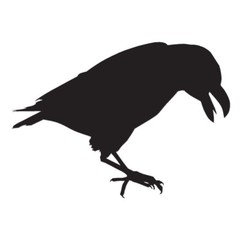 Crow Blackbird Raven – Vinyl Decal Sticker – Multiple Color & Sizes – ebn187