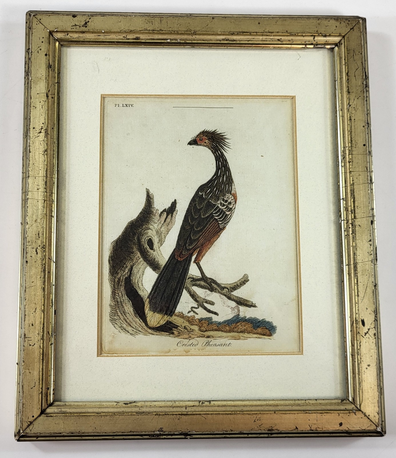 Antique Hand Colored Print Crested Pheasant Bird in Original Lemon Gilt Frame gallery