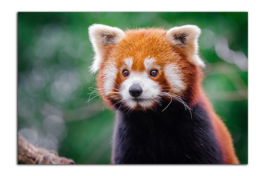Curious Cute RED PANDA Photo (Borderless) Print Poster 19x13 inch gallery