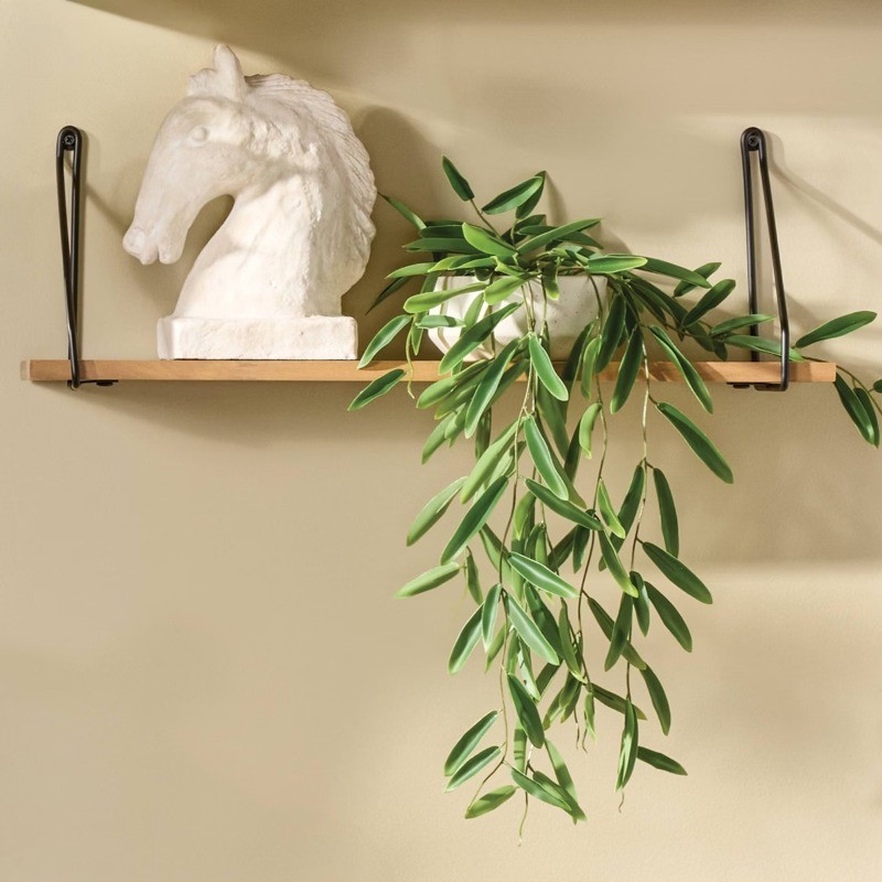 Trailing Leaf Plant gallery
