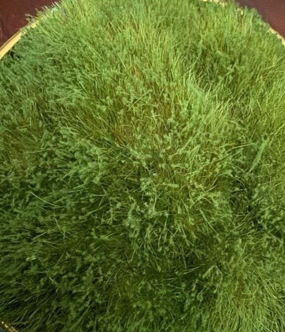 NEW UNIQUE Target Threshold Tabletop Moss Arrangement in Gold Bowl gallery