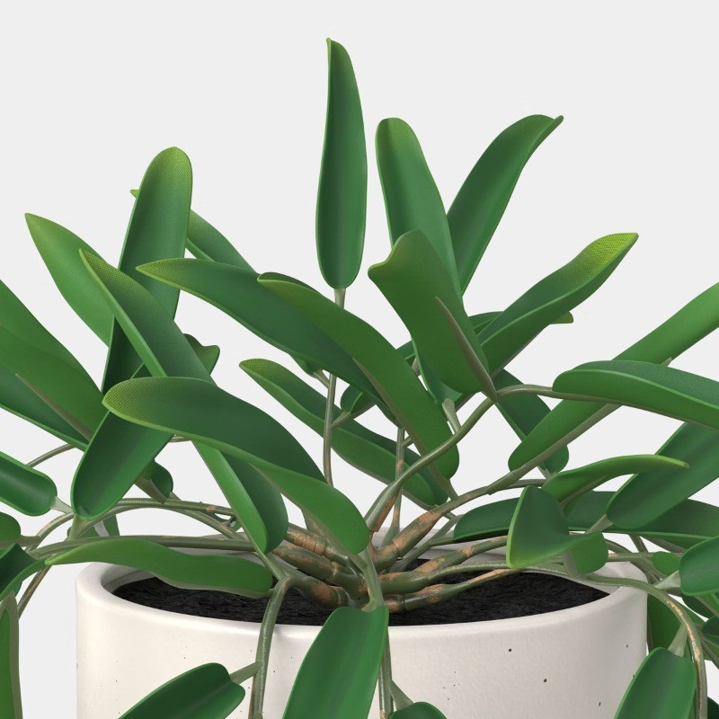 Trailing Leaf Plant gallery