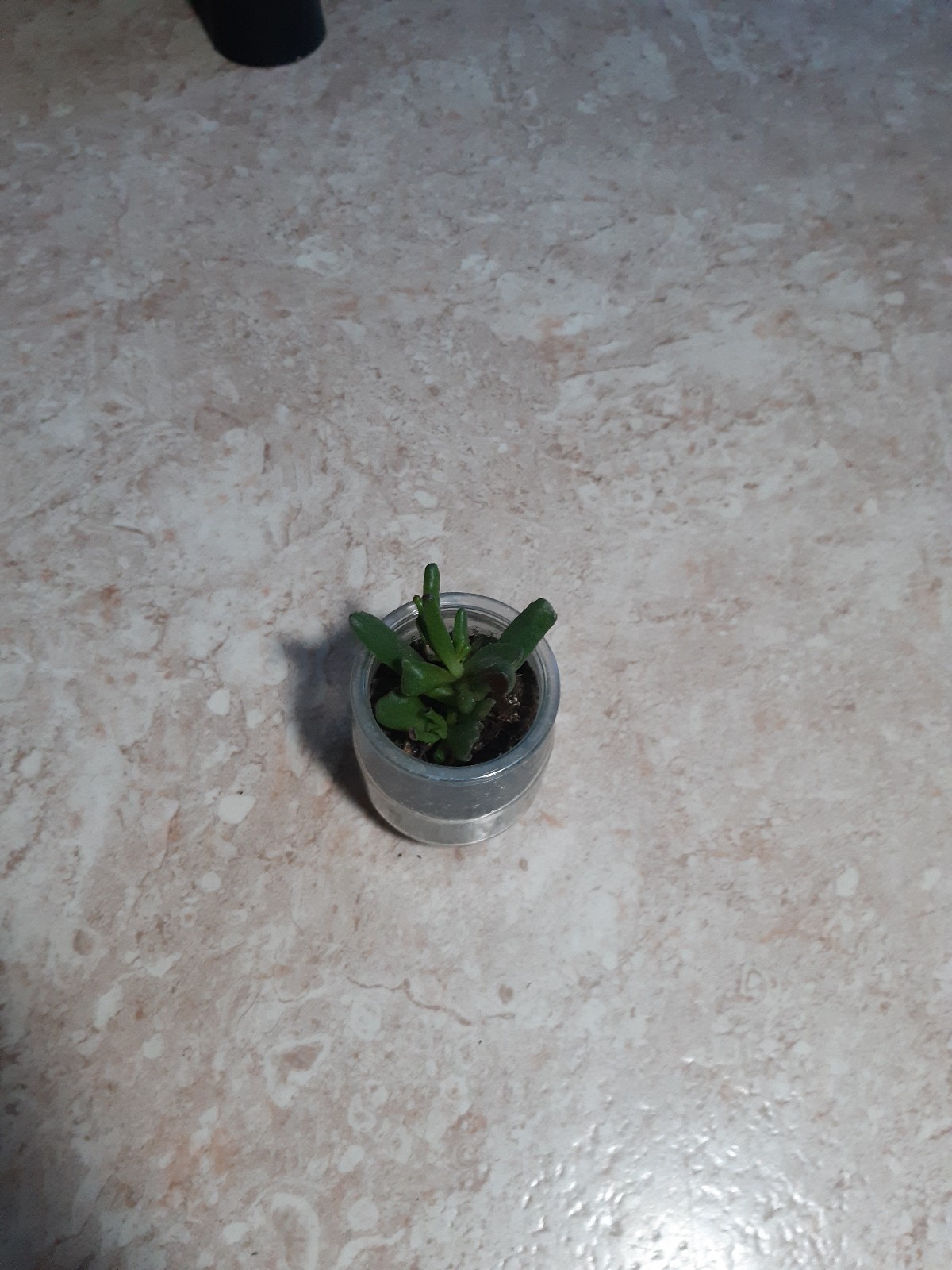 Jade gallery