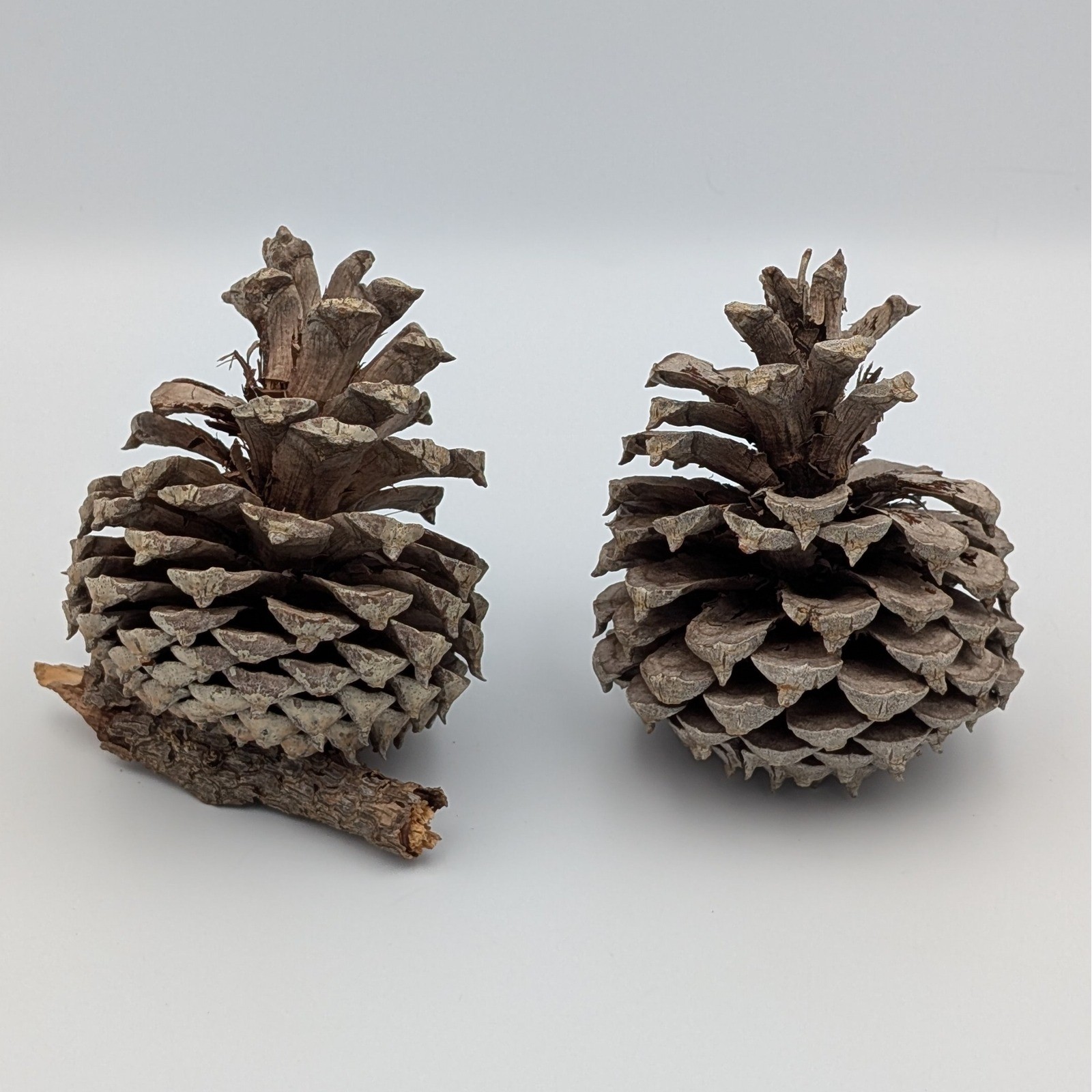Natural Large Pine Cones Set Rustic Home Decor Christmas Crafting Woodland 2pc gallery