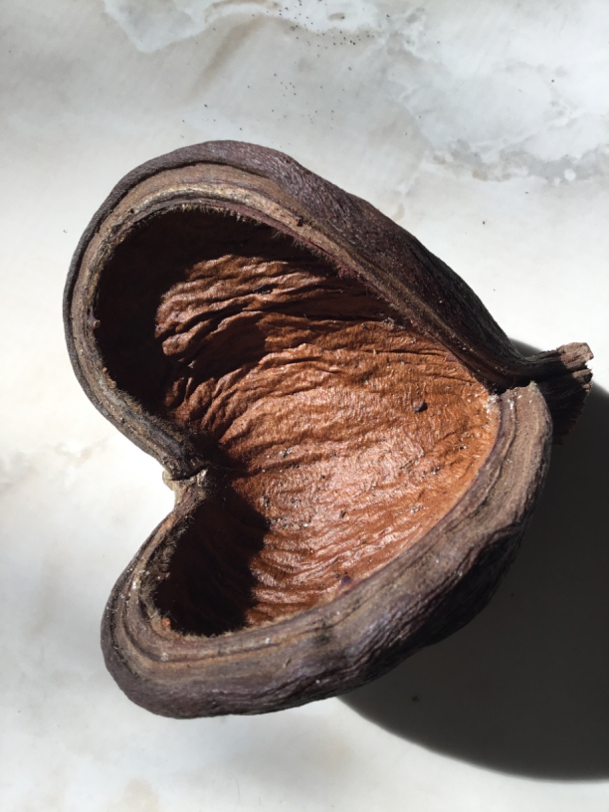 1pc Fall Pod Dried Decor 6 Inches gallery