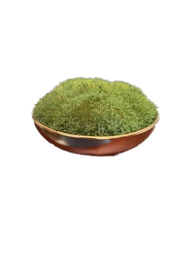 NEW UNIQUE Target Threshold Tabletop Moss Arrangement in Gold Bowl gallery