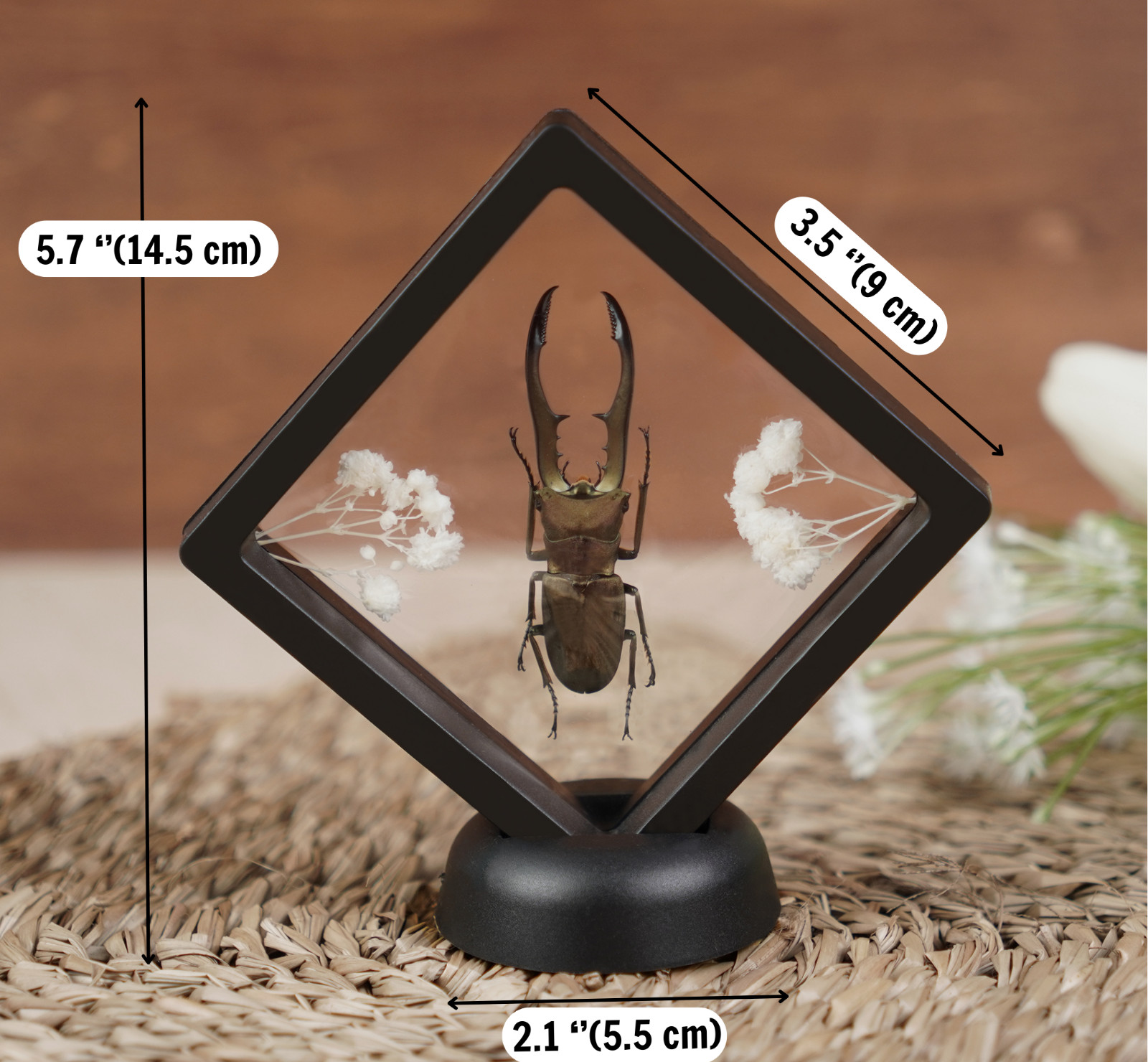 Real Clear Wings Dragonfly Framed Insect Bug Taxidermy Enotomology Decor gallery