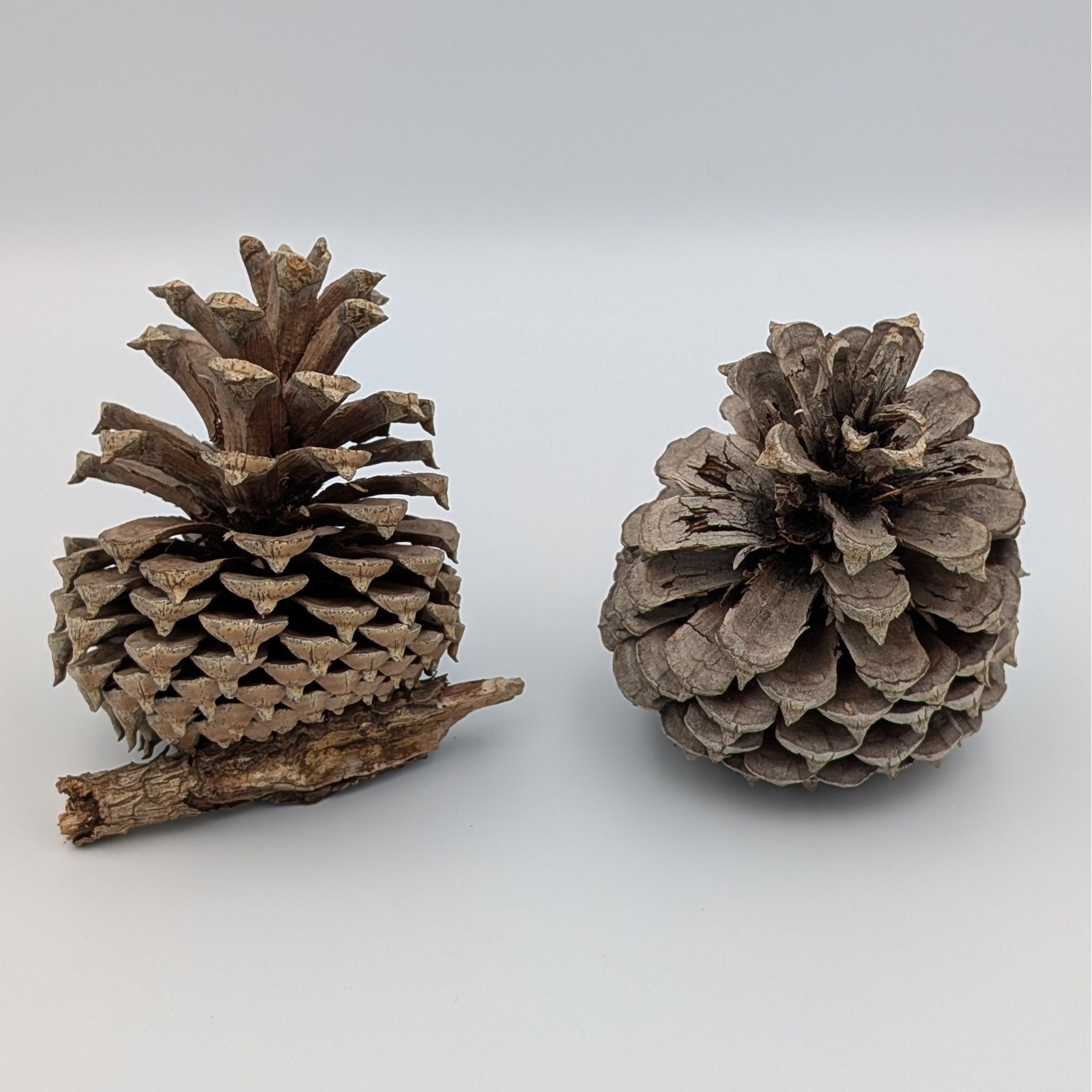 Natural Large Pine Cones Set Rustic Home Decor Christmas Crafting Woodland 2pc gallery