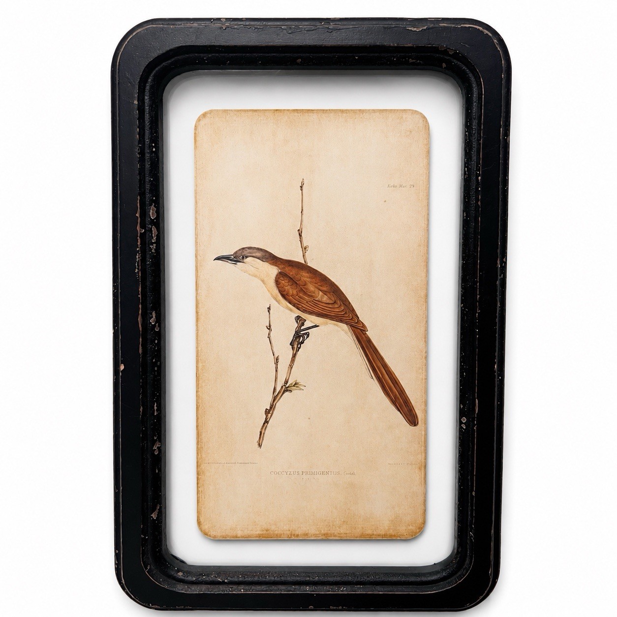 Rustic Black Floating Frame Bird Picture Nature Wall hanging Cottage Art 11x7 gallery