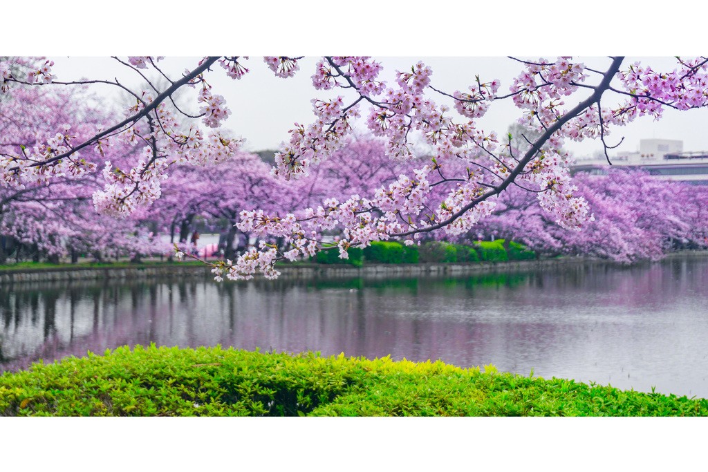 Cherry Blossoms In Bloom Flowering Trees Photo Art Print Poster 18x12 gallery
